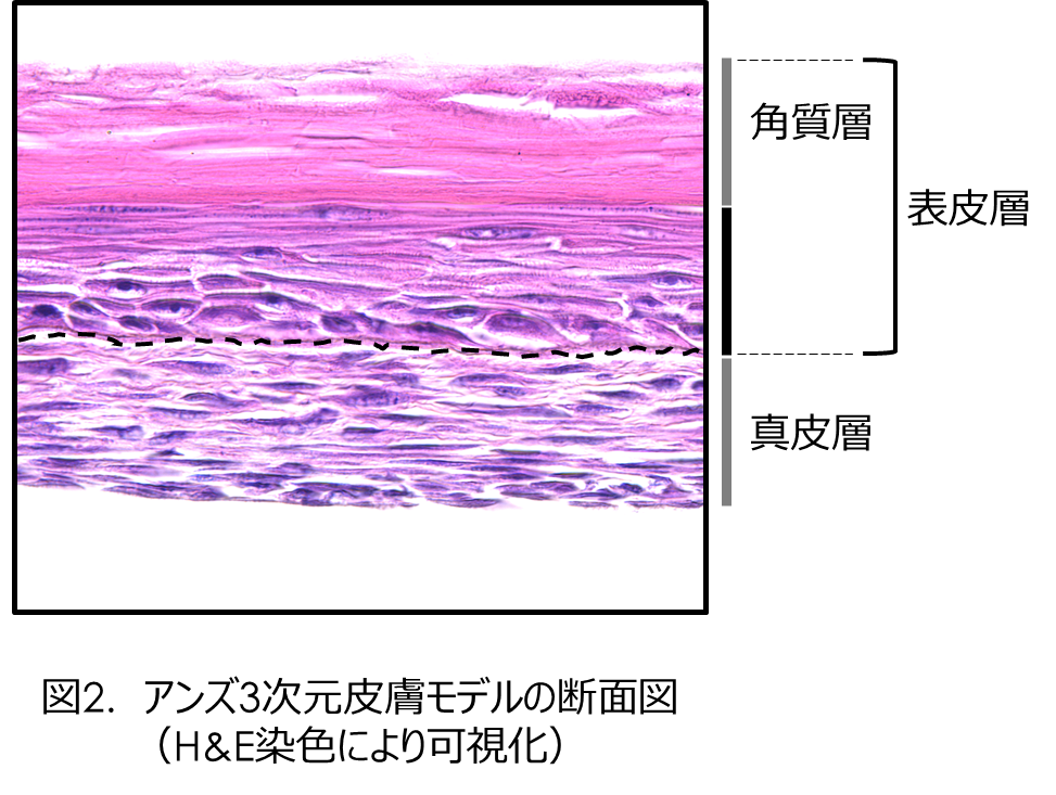 断面図.png